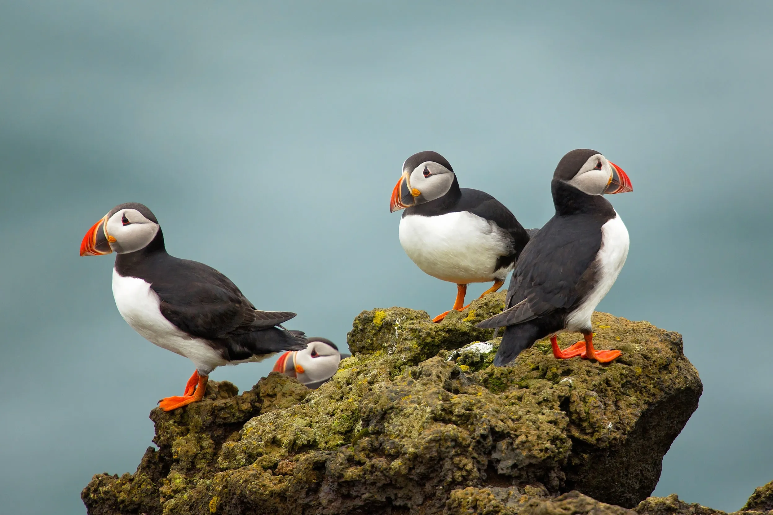 A group of four puffins perched on a rock.